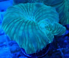 画像2: No.23 フォックスコーラル カット個体 (2)