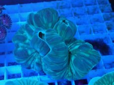 画像1: No.24 フォックスコーラル カット個体 (1)