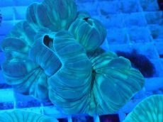 画像2: No.24 フォックスコーラル カット個体 (2)