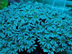 画像2: No.1  フィジー産 クダサンゴ グリーンコア (2)