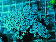 画像1: No.2  フィジー産 クダサンゴ グリーンコア (1)