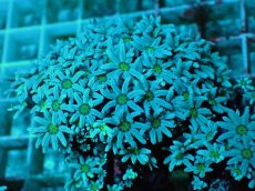 画像2: No.2  フィジー産 クダサンゴ グリーンコア (2)