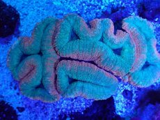 画像1: No.1 ハナガタサンゴ　ツートン (1)