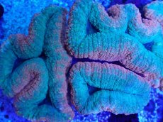 画像2: No.1 ハナガタサンゴ　ツートン (2)