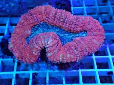 画像1: No.2 ハナガタサンゴ　ツートン (1)