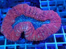 画像2: No.2 ハナガタサンゴ　ツートン (2)