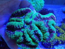 画像1: No.3 ハナガタサンゴ　ツートン (1)