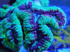 画像2: No.3 ハナガタサンゴ　ツートン (2)