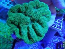 画像1: No.4 ハナガタサンゴ　グリーン (1)