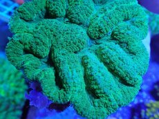 画像2: No.4 ハナガタサンゴ　グリーン (2)