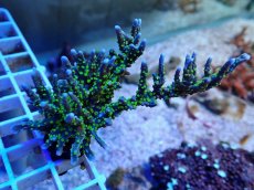 画像1: No.1 メデューサコモン (1)