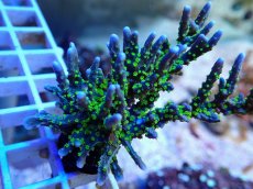 画像2: No.1 メデューサコモン (2)