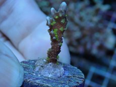 画像1: No.2 メデューサコモン (1)