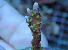 画像2: No.2 メデューサコモン (2)