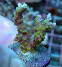 画像1: No.3 メデューサコモン (1)