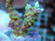 画像2: No.3 メデューサコモン (2)