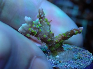 コモンサンゴ を買うならアクアスタイルユー｜大阪からサンゴを全国に