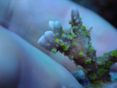 画像2: No.4 メデューサコモン (2)