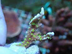 画像1: No.5 メデューサコモン (1)