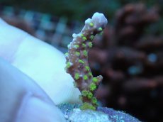 画像1: No.6 メデューサコモン (1)