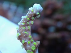 画像2: No.6 メデューサコモン (2)