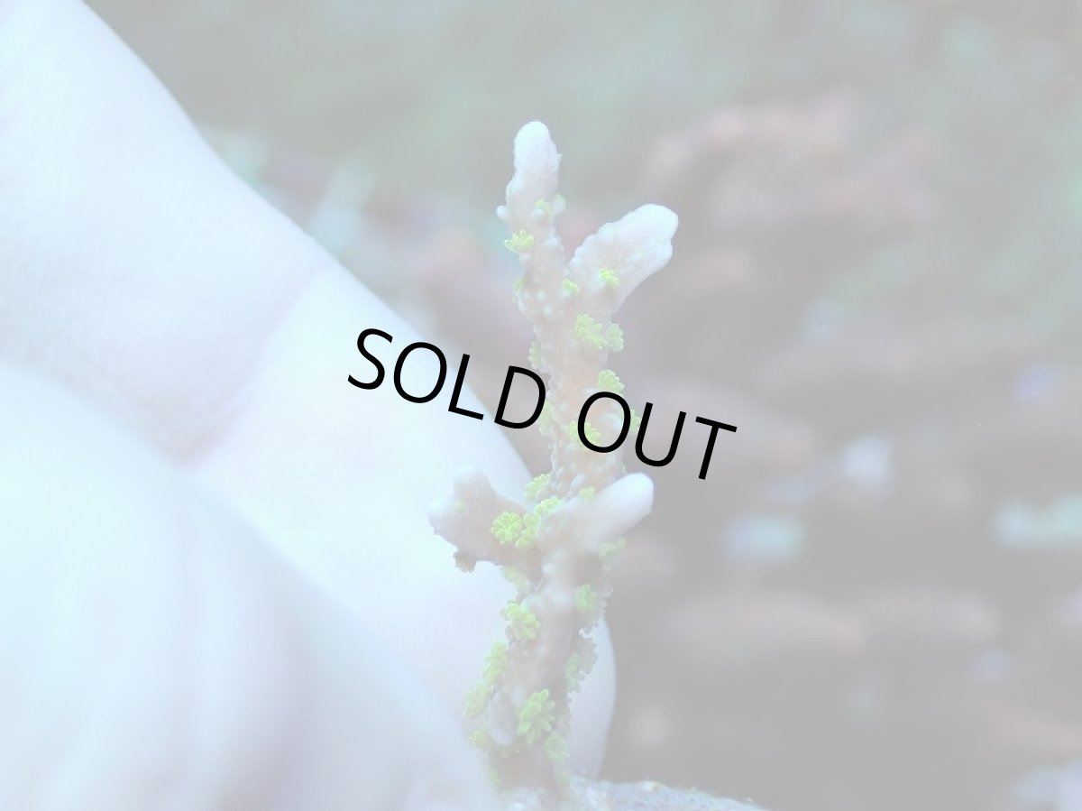 画像1: No.7 メデューサコモン (1)