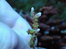 画像1: No.7 メデューサコモン (1)