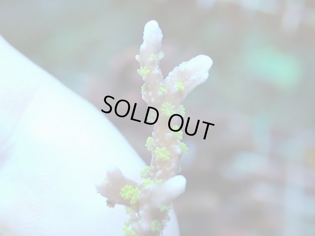 画像2: No.7 メデューサコモン (2)