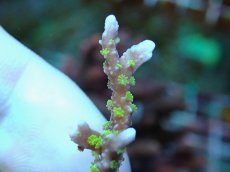 画像2: No.7 メデューサコモン (2)