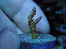 画像1: No.8 メデューサコモン (1)