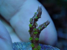 画像2: No.8 メデューサコモン (2)