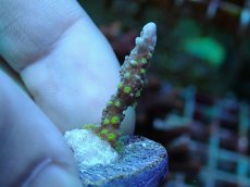 画像1: No.9 メデューサコモン (1)