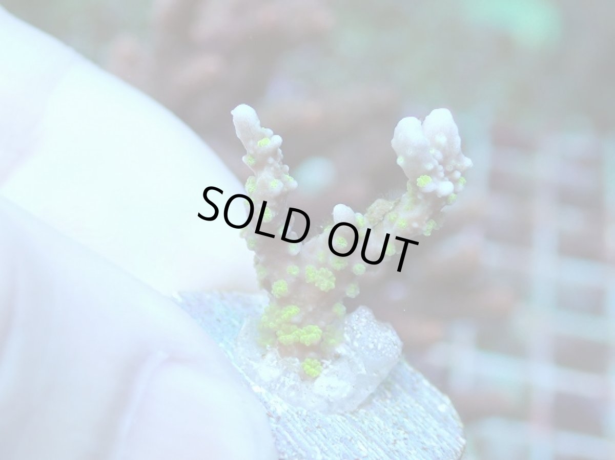 画像1: No.10 メデューサコモン (1)