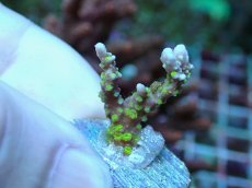 画像1: No.10 メデューサコモン (1)