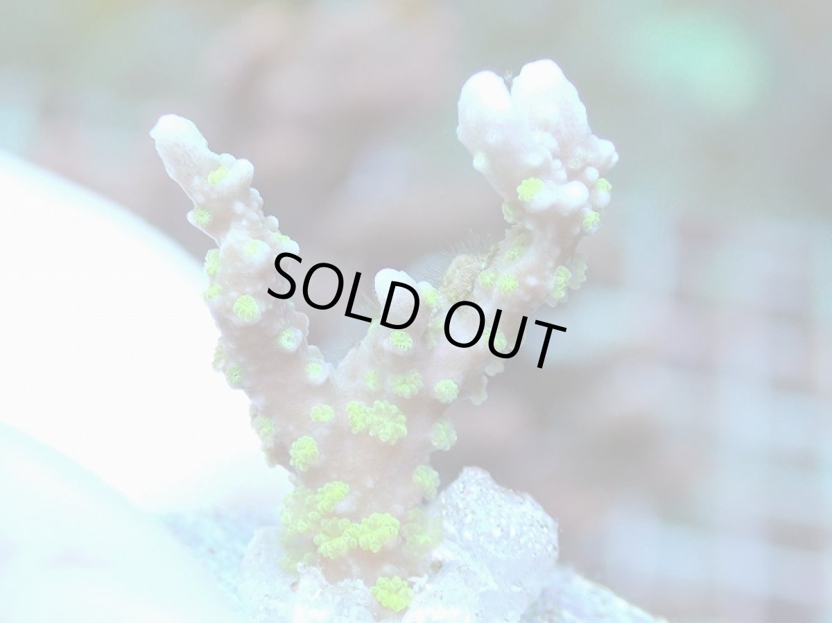 画像2: No.10 メデューサコモン (2)