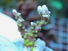 画像2: No.10 メデューサコモン (2)