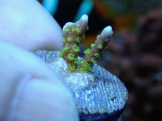 画像1: No.11 メデューサコモン (1)