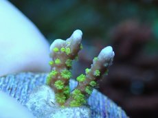 画像2: No.11 メデューサコモン (2)