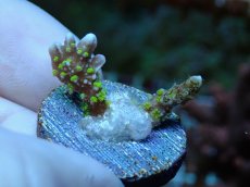 画像1: No.12 メデューサコモン (1)