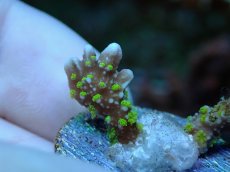 画像2: No.12 メデューサコモン (2)