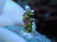 画像1: No.13 メデューサコモン (1)