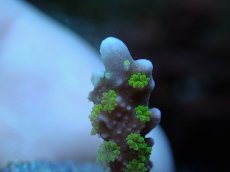 画像2: No.13 メデューサコモン (2)