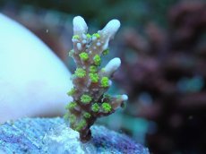 画像1: No.14 メデューサコモン (1)