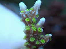 画像2: No.14 メデューサコモン (2)