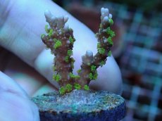 画像1: No.15 メデューサコモン (1)