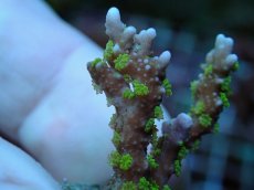 画像2: No.15 メデューサコモン (2)