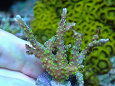 画像1: No.16 メデューサコモン (1)