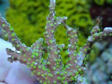 画像2: No.16 メデューサコモン (2)