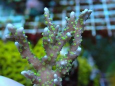 画像2: No.17 メデューサコモン (2)