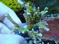 画像1: No.18 メデューサコモン (1)